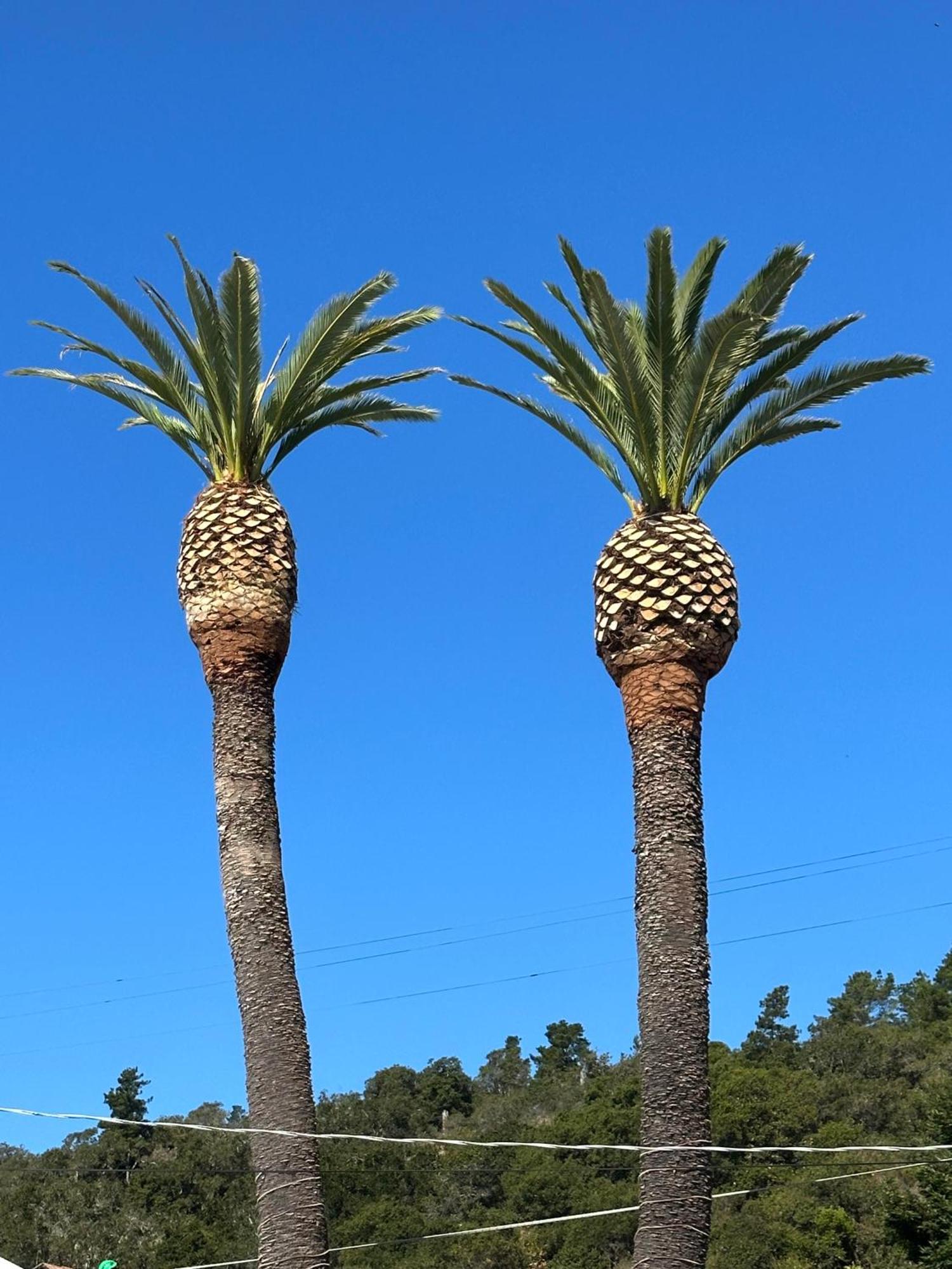 Palms 2*
