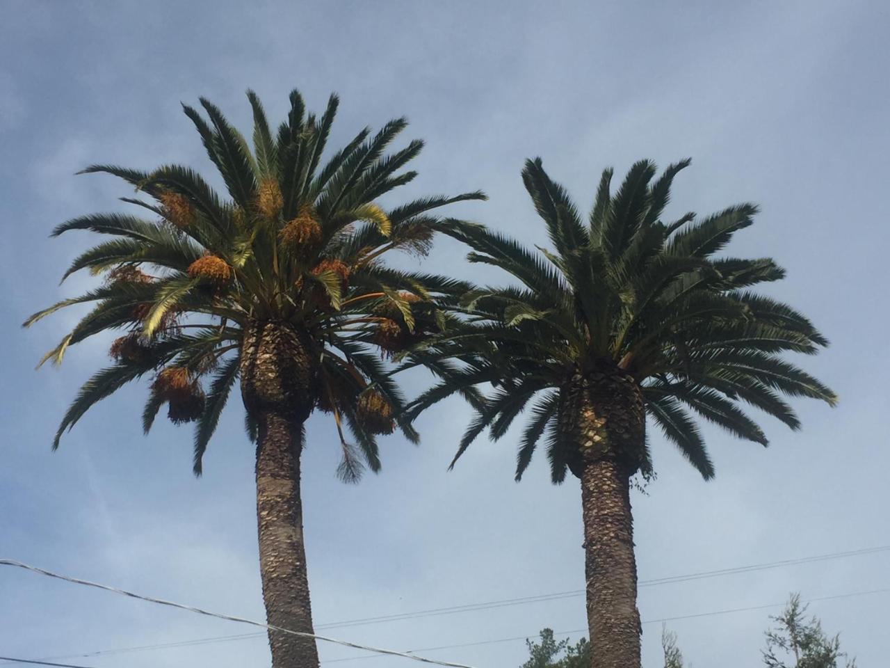 Palms